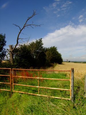A  rusted  fieldgate.