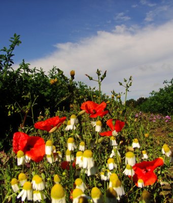 Red  poppies  with  ox-eye  daisies.