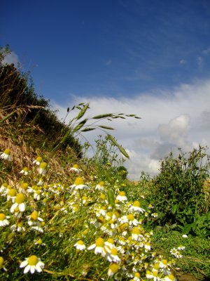 Ox-eye  daisies  line  the  hedgerows.