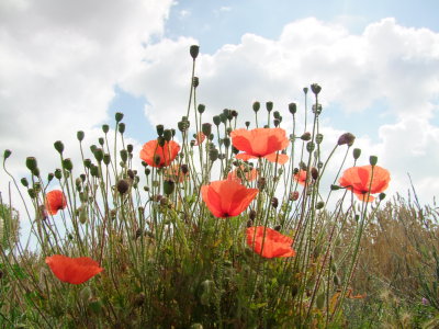A  clump  of  poppies