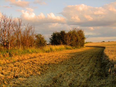 Evening  light  falls  on  the  freshly  harvested  wheat.