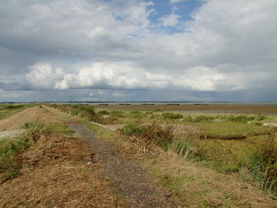 The  sea  dyke  to  the  North  of  St. Cedd's  Chapel.