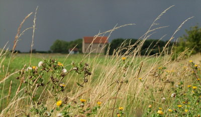 Flora  backed  by  the  approaching  storm