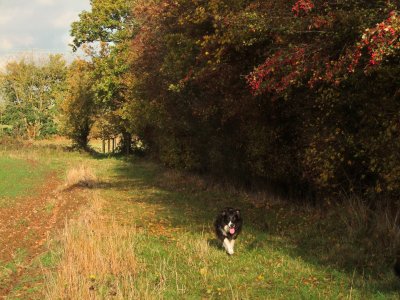 Lady, my  collie, on The  Stort  Valley  Way.