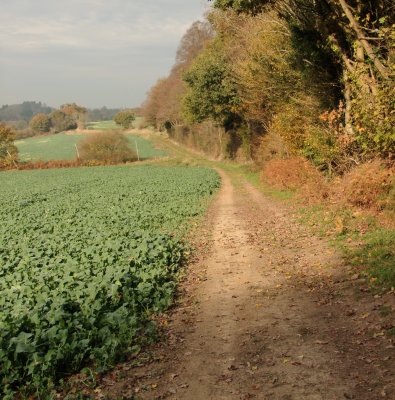 Farmtrack  passing  the  edge  of  Old  Swaylands  Estate.