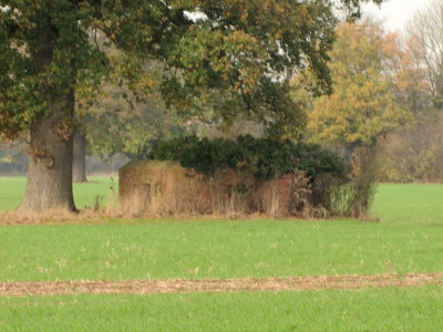 WW2  pillbox, under  the  shade  of  a  tall  tree.