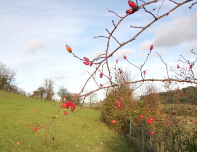 Red berries in the hedgerow.