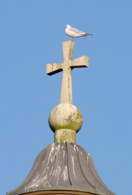 Seagull  enjoying  the  view