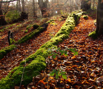 A moss covered log, catches the early sunlight.