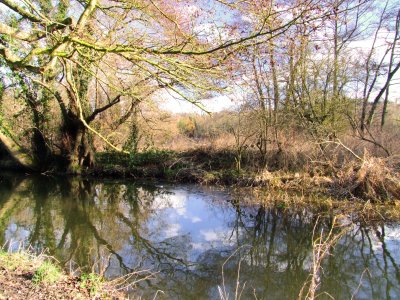 Bare  trees  reflect  in  the  River  Darenth