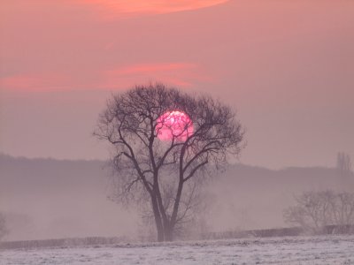 The  rising  sun  caught  in  a  tree