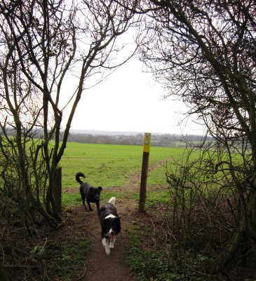 Lady  and  Max  by  Water  Works,