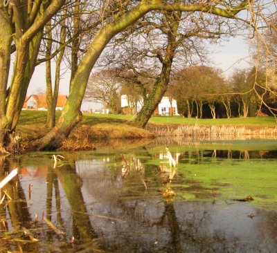 Reflections  in  the  pond  at  Hydes  Hall.
