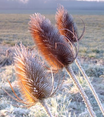 Frosted  teasels.
