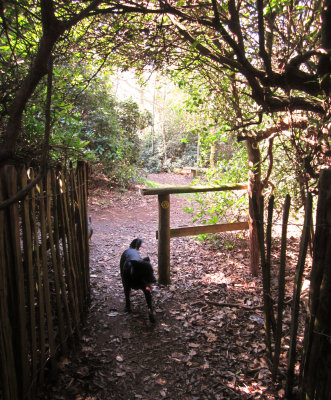 Stile  at  the  southern  end  of the  paling  avenue.