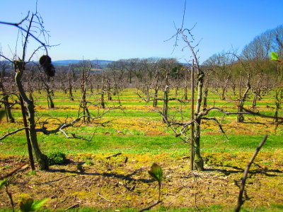 A  rural  orchard.