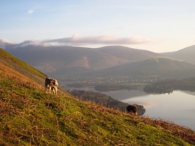 Sheep  on  the  steep  hillside.