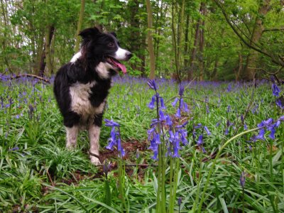 Lady  posing  in  a  bluebell  wood.