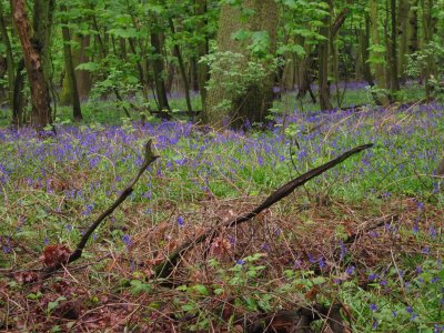 Bluebells  carpeting  the  forest  floor.