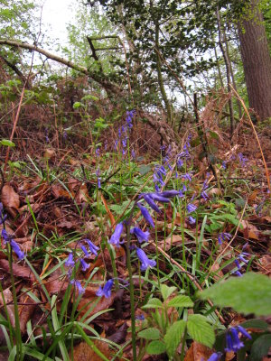 Bluebells  in  a  forest  glade.