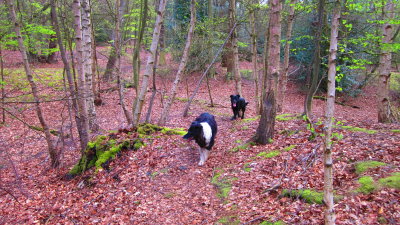 Lady  and  Max  on  Ambresbury  Banks