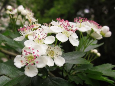 Blossom  on  the  riverbank.