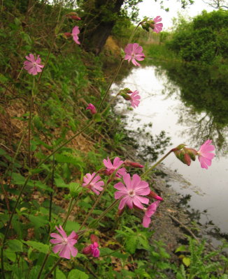 A  nice  display  of  Red  Campion.