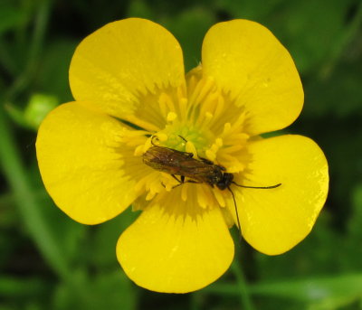 Flower  with  attendant  insect.