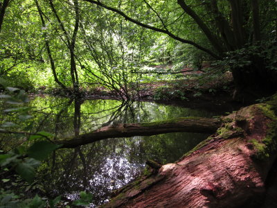 Aforested  ponds