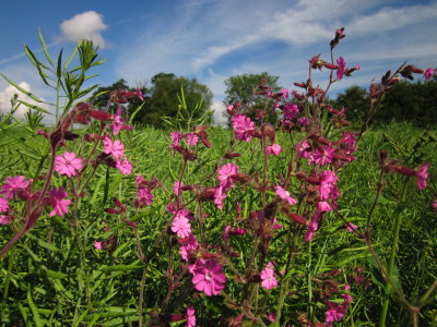 A  fine  show  of  Red   Campion.