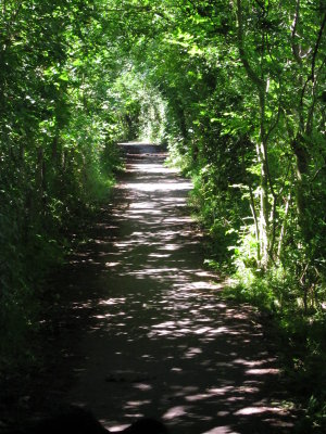 The  Wealdway  path  through  the  woods.