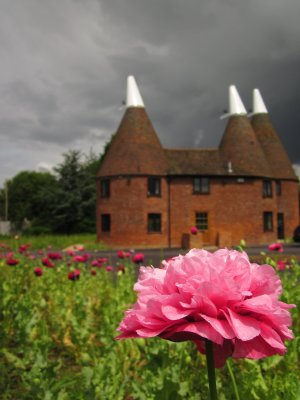 Papaver  fronting  a  new  development.