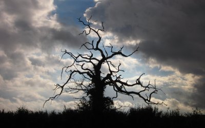 Dead  tree  in  silhouette.