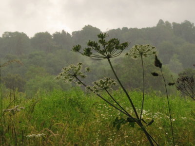 Giant  hogweed  in  the  rain.