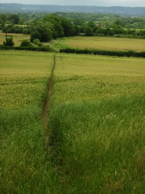 Wealdway  footpath  through  a  crop ,then  runs  down  the  rhs  of  the  trees ,in  shot.