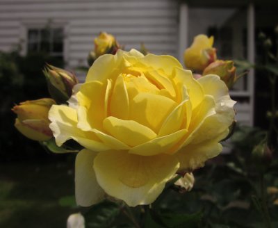 A  beautiful  yellow  rose ; in  passing.