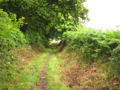 Leafy  lane  on  Beachy Toll.