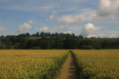 Wealdway  path  through  the  wheatfield