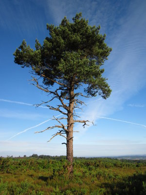 A  lonesome  pine, but  it  could  be  a  fir  tree.