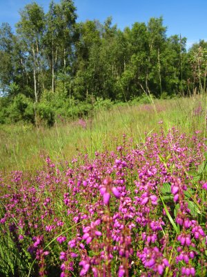 Looks like calluna vulgaris, but the fronds are too long.