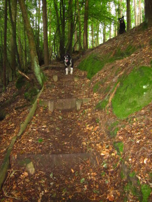 The  Hounds  of  Hell  in  the  Dark  Forest.