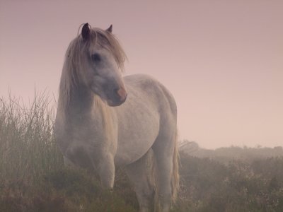 Grey  pony  in  morning  mist.