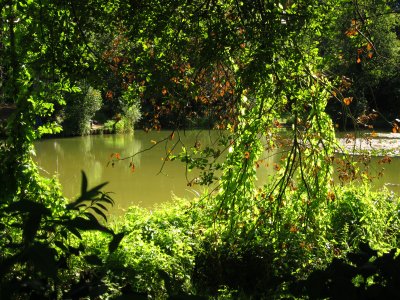 The  fishing  lake  behind  the  hedge.