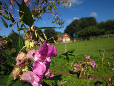 Pink blossom with Tickerage Castle, behind.