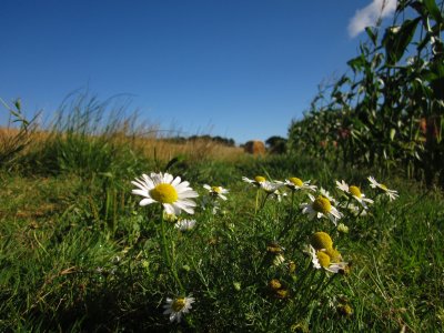 Ox-eye  daisies.