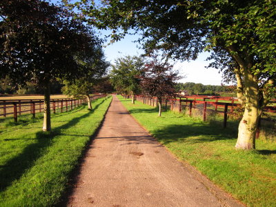 The  approach  to  Annandale  Farm.