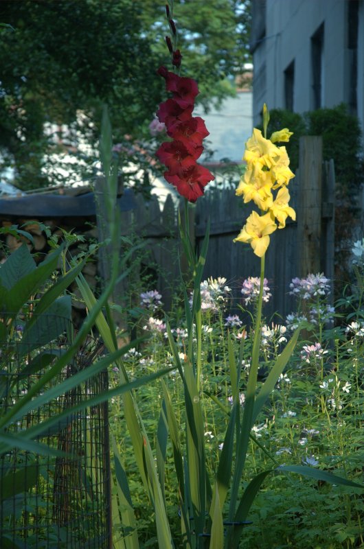 gladsAM_0565.jpg