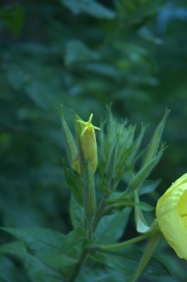 Evening Primrose Sequence 02 (17 images)
