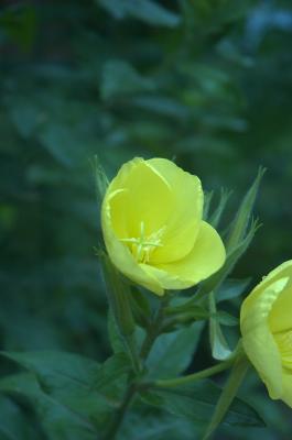 DSC_0156.jpg