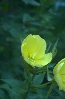 DSC_0158.jpg